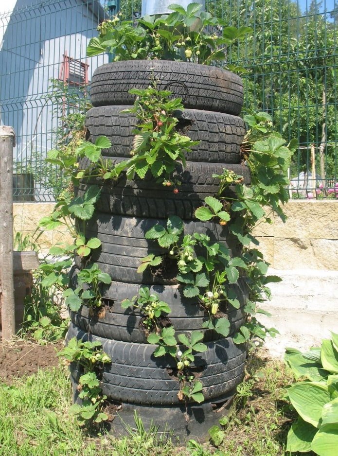 Клубника в покрышках